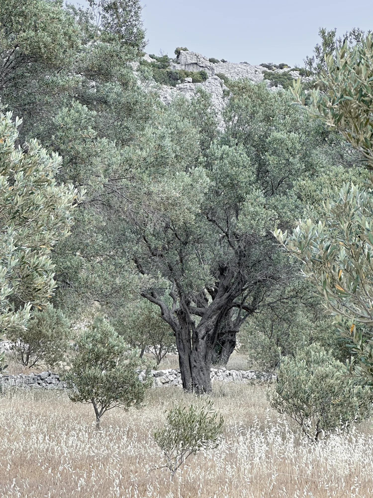 Jahrhundertealter Olivenbaum im Hain der Domaine Kounouklias