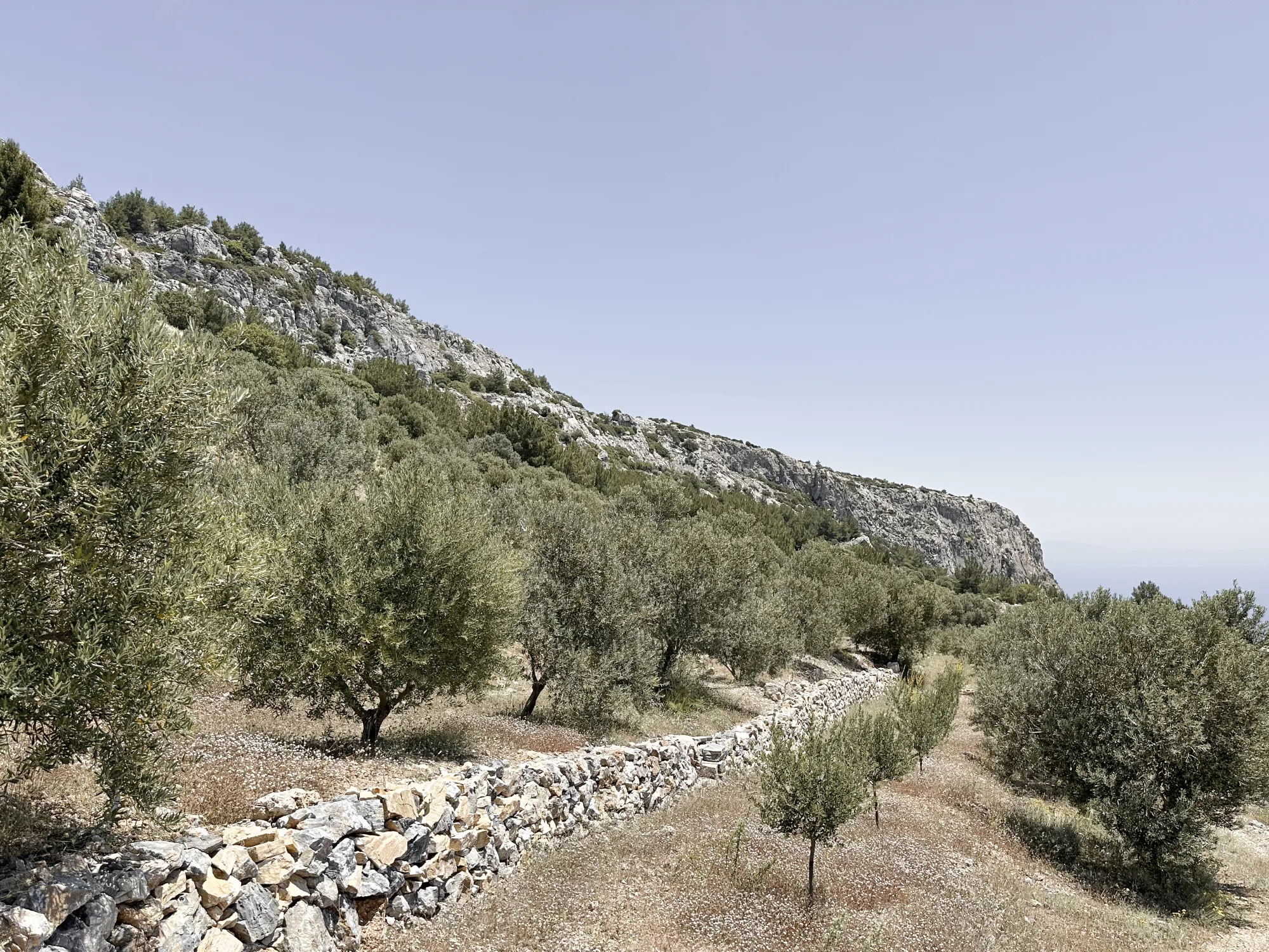 Terrassierter Olivenhain mit Trockensteinmauer an der Steilküste von Samos